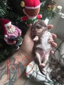 Chihuahua Puppy 1