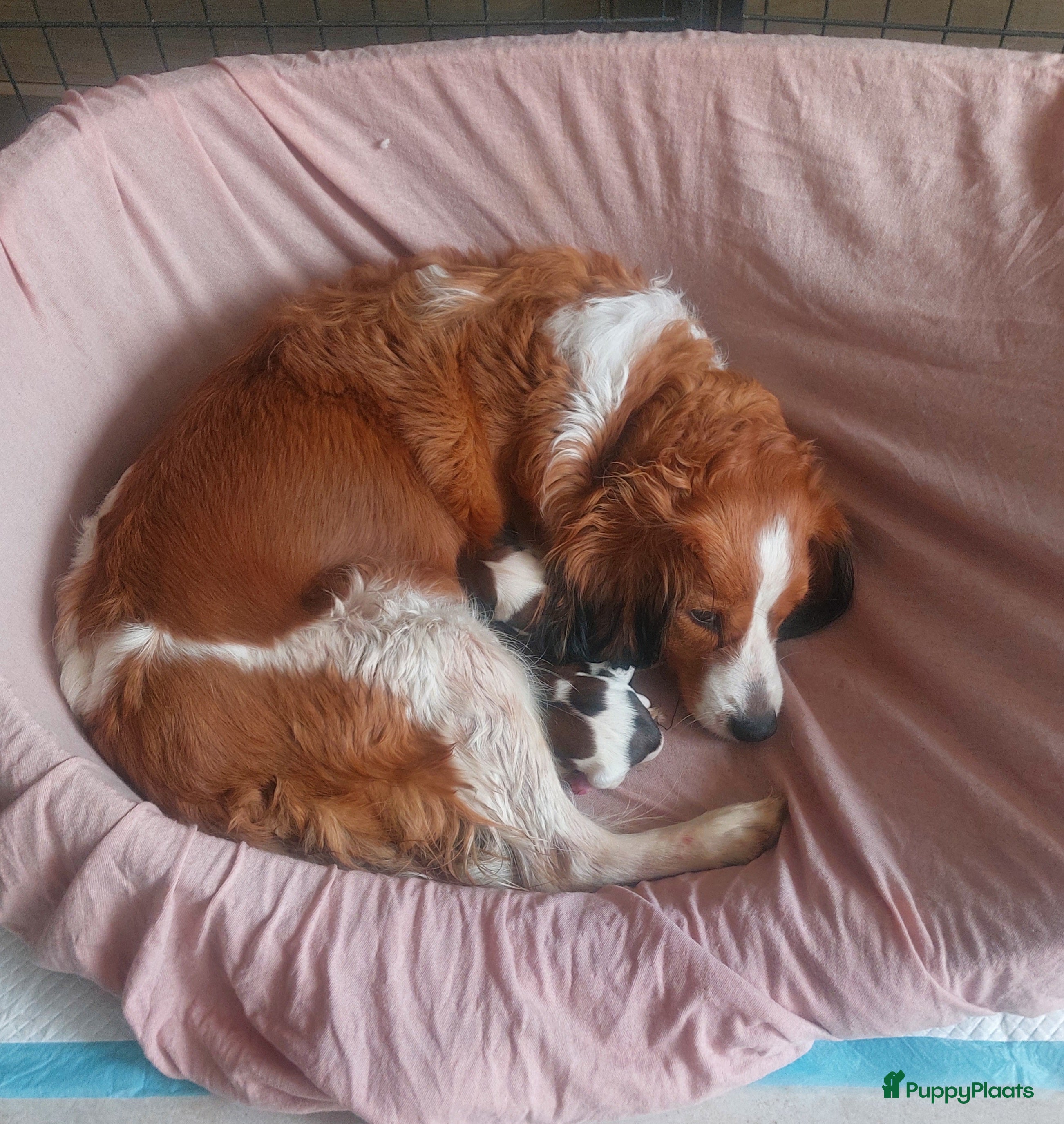 Kooikerhondje honden Schitterende kooikerpups - Advertentie 1