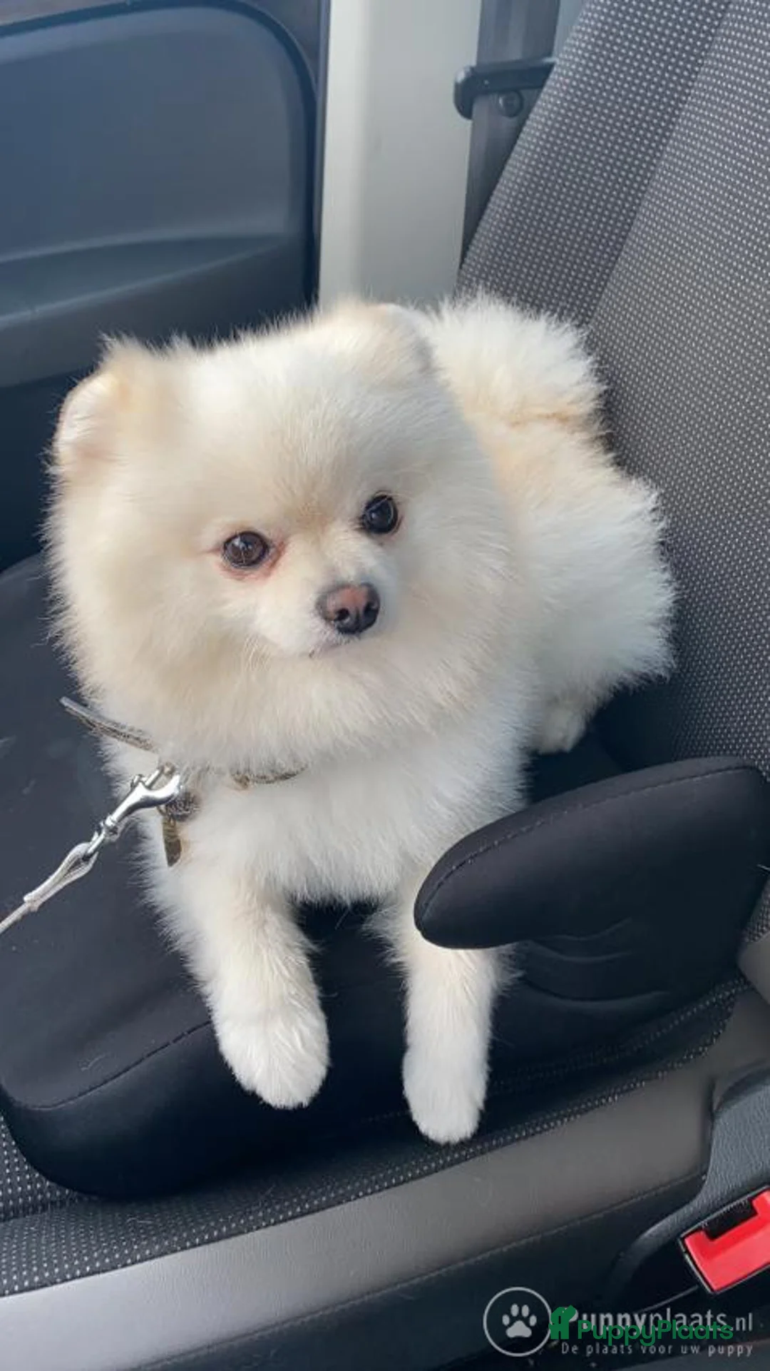 Pomeriaan honden ter dekking: Dekreu Pomeranian Stamboom aangeboden in Voorburg - Advertentie 4