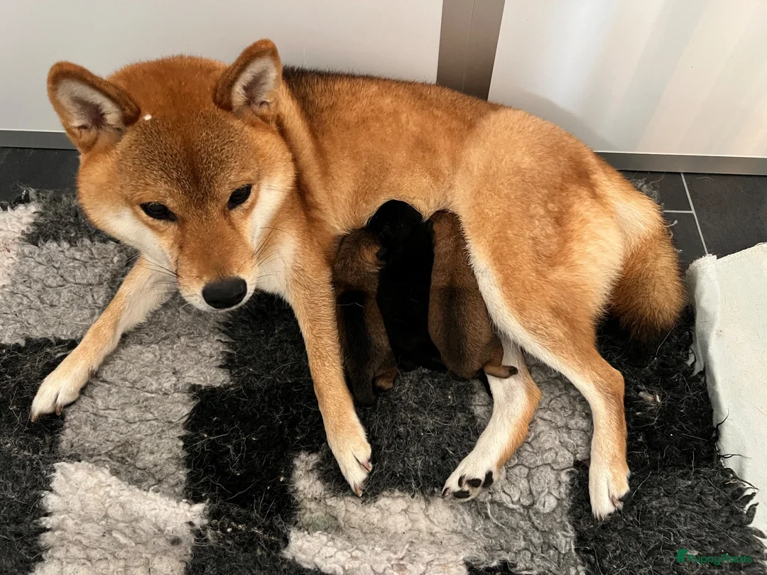 Shiba honden te koop:  Prachtige raszuivere Shiba Inu pups. - Advertentie 9