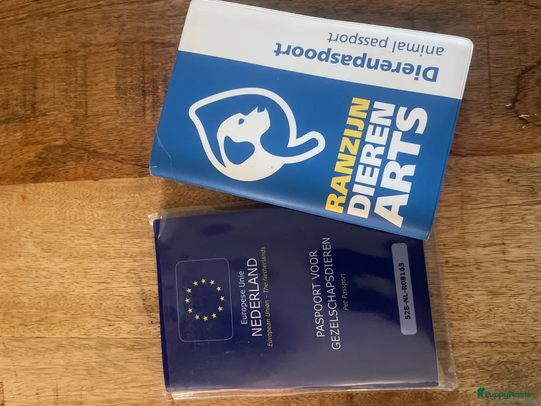 Boomer honden te koop: Blue is in blijde verwachting boomer  - Advertentie 2