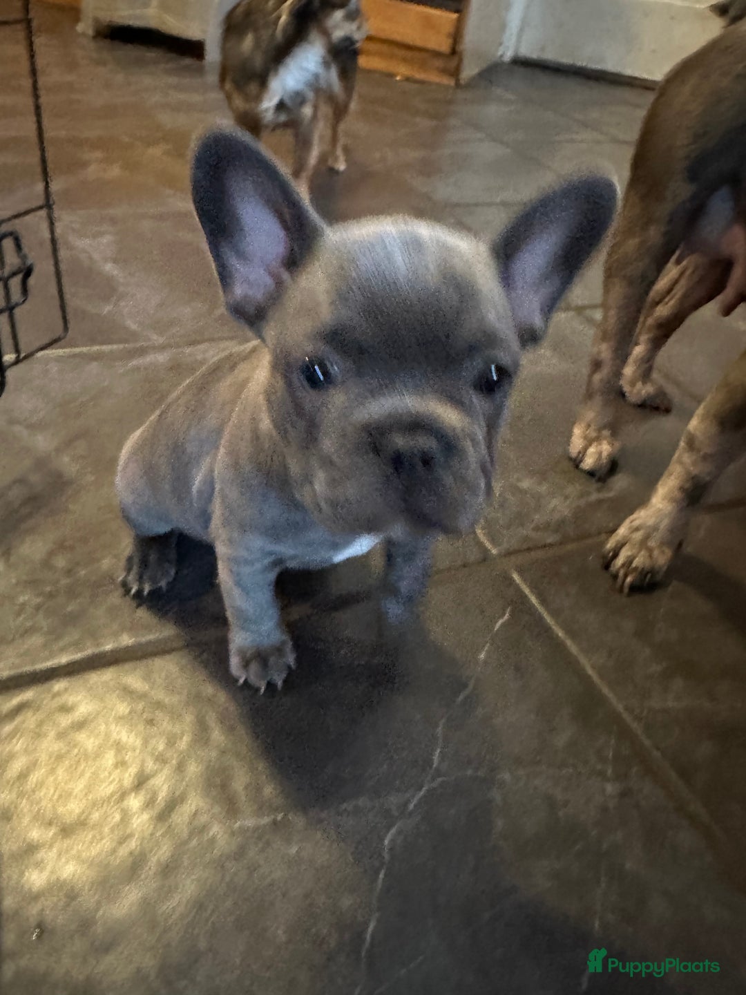 Franse Bulldog honden te koop: Te koop mooie Franse Bulldog pups  - Advertentie 3