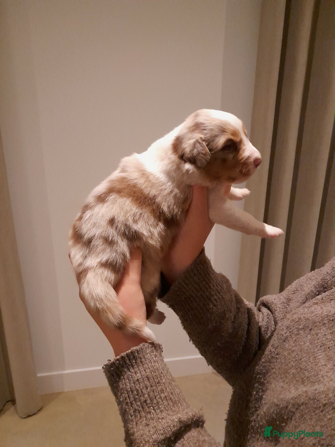 Australian Shepherd honden te koop: Lieve raszuivere australian shepherd pups  - Advertentie 1