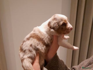 Australian Shepherd honden Lieve raszuivere australian shepherd pups - Advertentie 1
