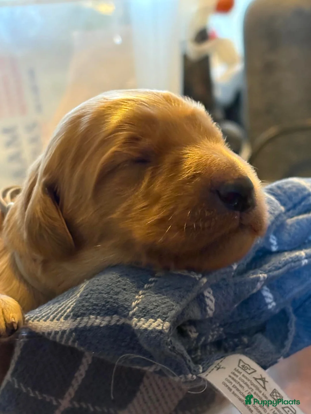 Labradoodle honden te koop: VERWACHT; Irish Golden Doodle pups  in Alblasserdam - Advertentie 1