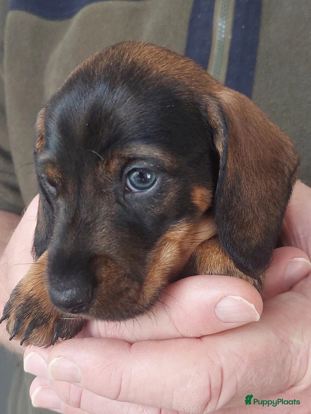 Ruwhaar Teckel honden te koop: 4 prachtige ruwhaar dwergteckels te koop, - Advertentie 10