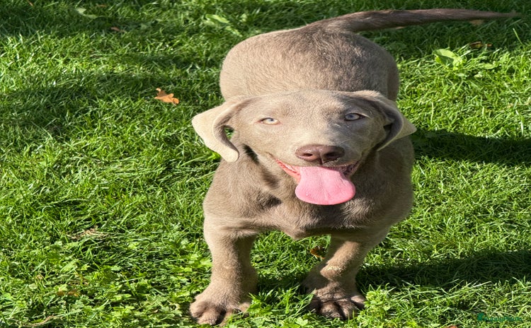 Labrador Retriever honden - Advertentie 15