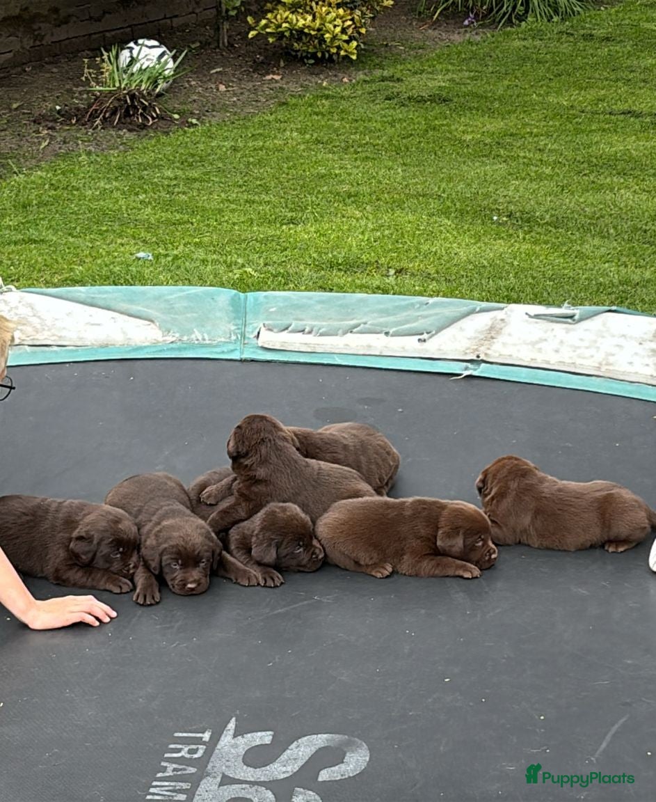 Labrador Retriever honden Prachtige bruine Labrador pups te koop  - Advertentie 1