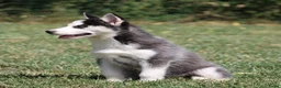 Siberische Husky honden te koop: Husky pup - Advertentie 3