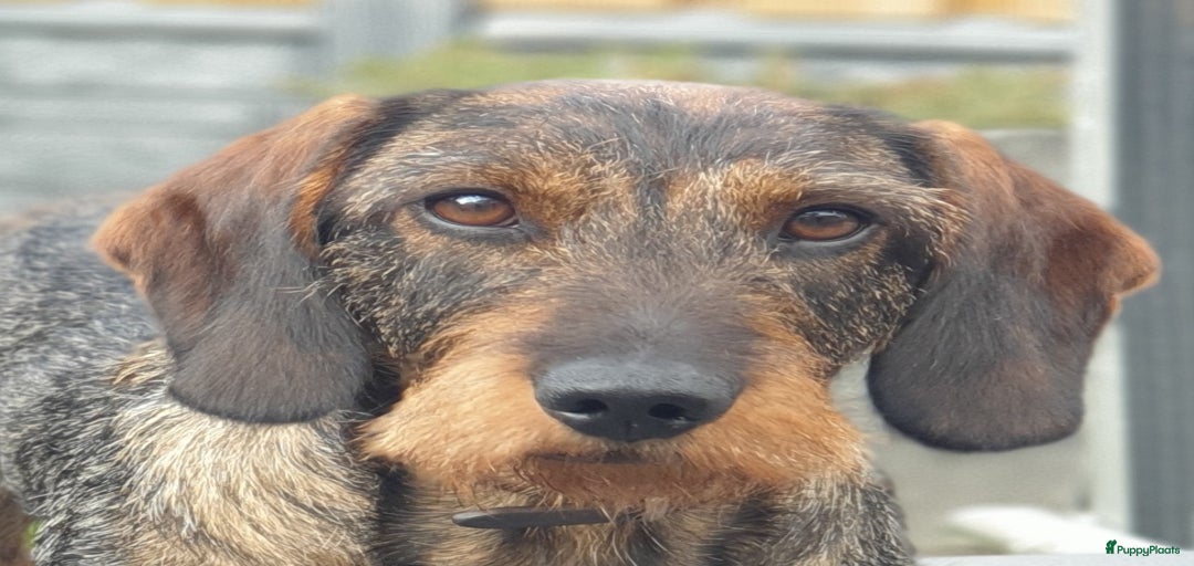 Galerij afbeelding {{count}}