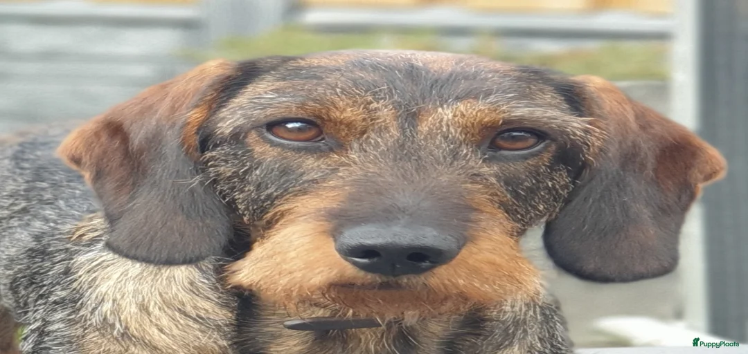 Galerij afbeelding {{count}}