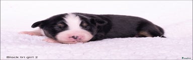 Australian Shepherd Puppy 5