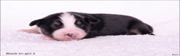 Australian Shepherd honden te koop: Mini Australian shepherd pups (MAS) - Advertentie 6
