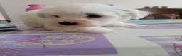 Kruising honden te koop: Maltichon-  1 reu nog beschikbaar  - Advertentie 4