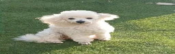 Poedel Toy honden te koop: Schitterend toy poedel teefje - Advertentie 3
