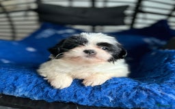 Boomer honden te koop: Boomerpups - Afbeelding 2