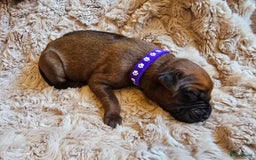 Rhodesian Ridgeback honden te koop: Rhodesian Ridgeback pups+stamboom 2reutjes 8weken  in Wierden - Afbeelding 32