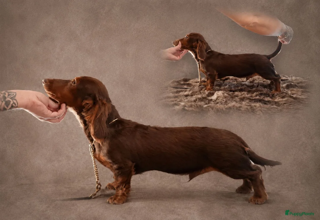Teckel (langhaar) honden te koop: 🩵 Prachtige Langharige dwerg teckel pup 🩵 - Advertentie 1