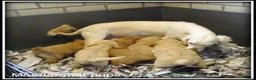 Labradoodle honden te koop: Labradoodle medium pups. Mogen ook naar Belgie. - Advertentie 8