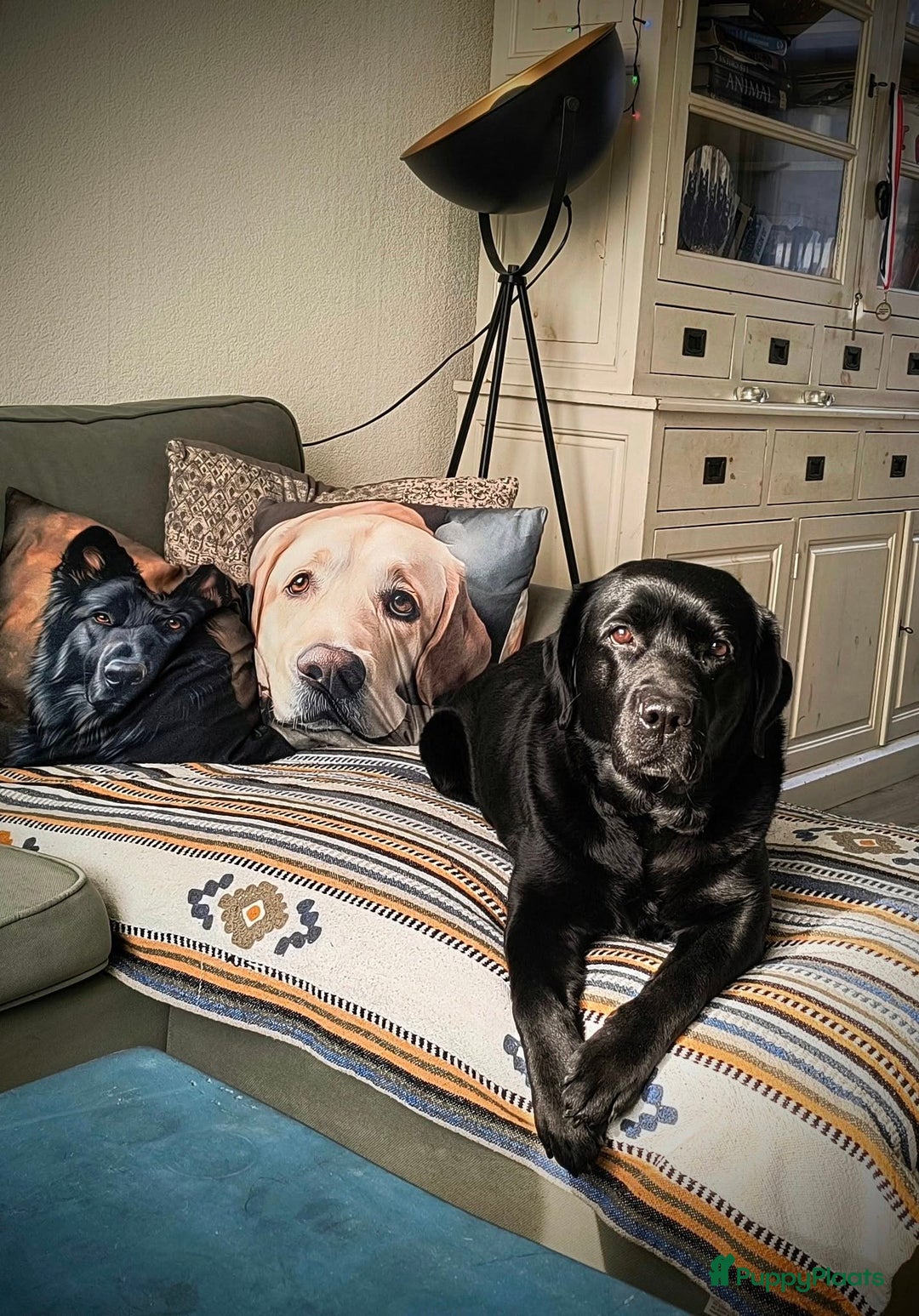 Labrador Retriever honden te koop: Labrador pups uit verantwoorde combinatie - Afbeelding 13