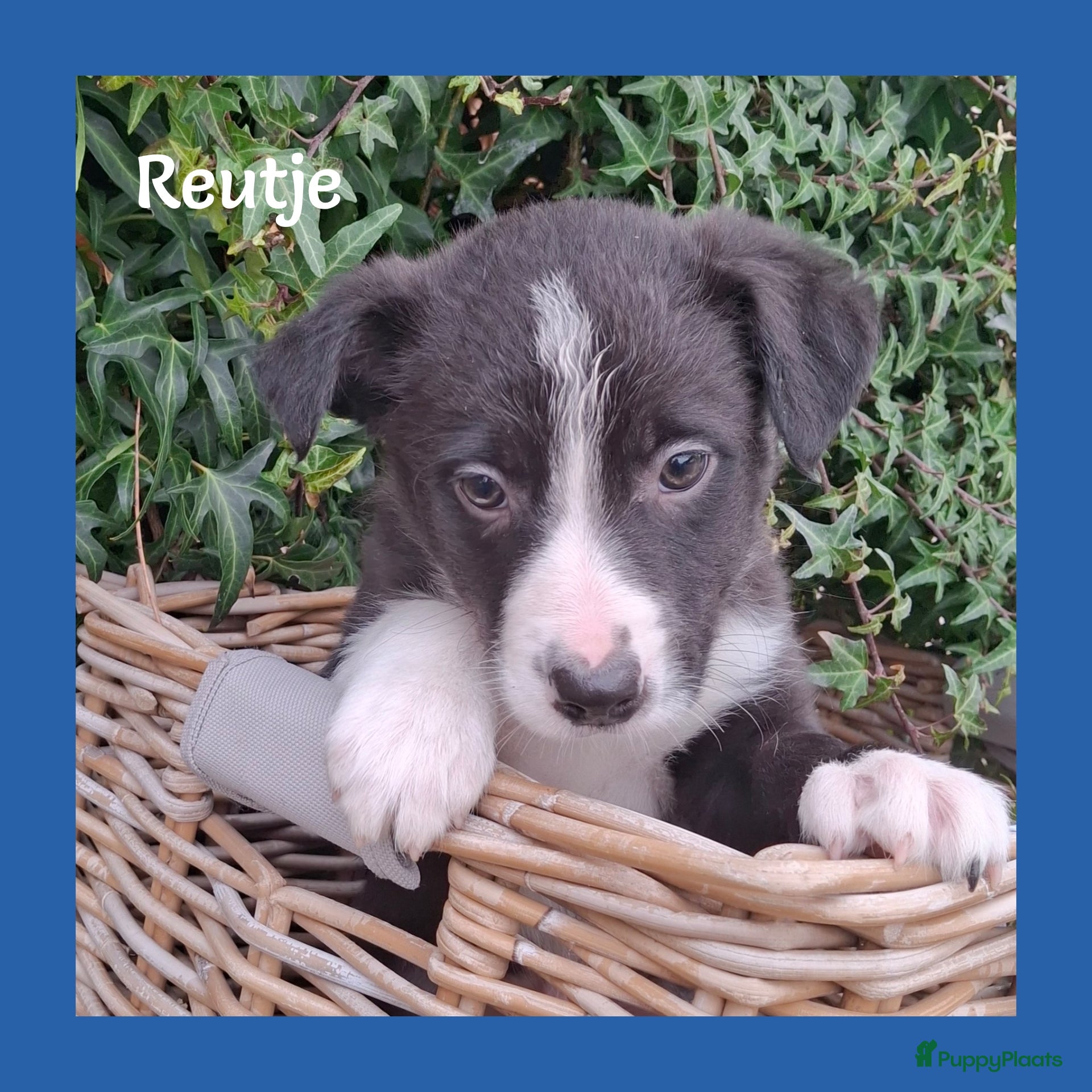 Border Collie honden Lieve border collie pups - Advertentie 1