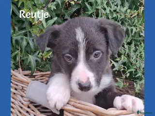 Border Collie honden Lieve border collie pups - Advertentie 1