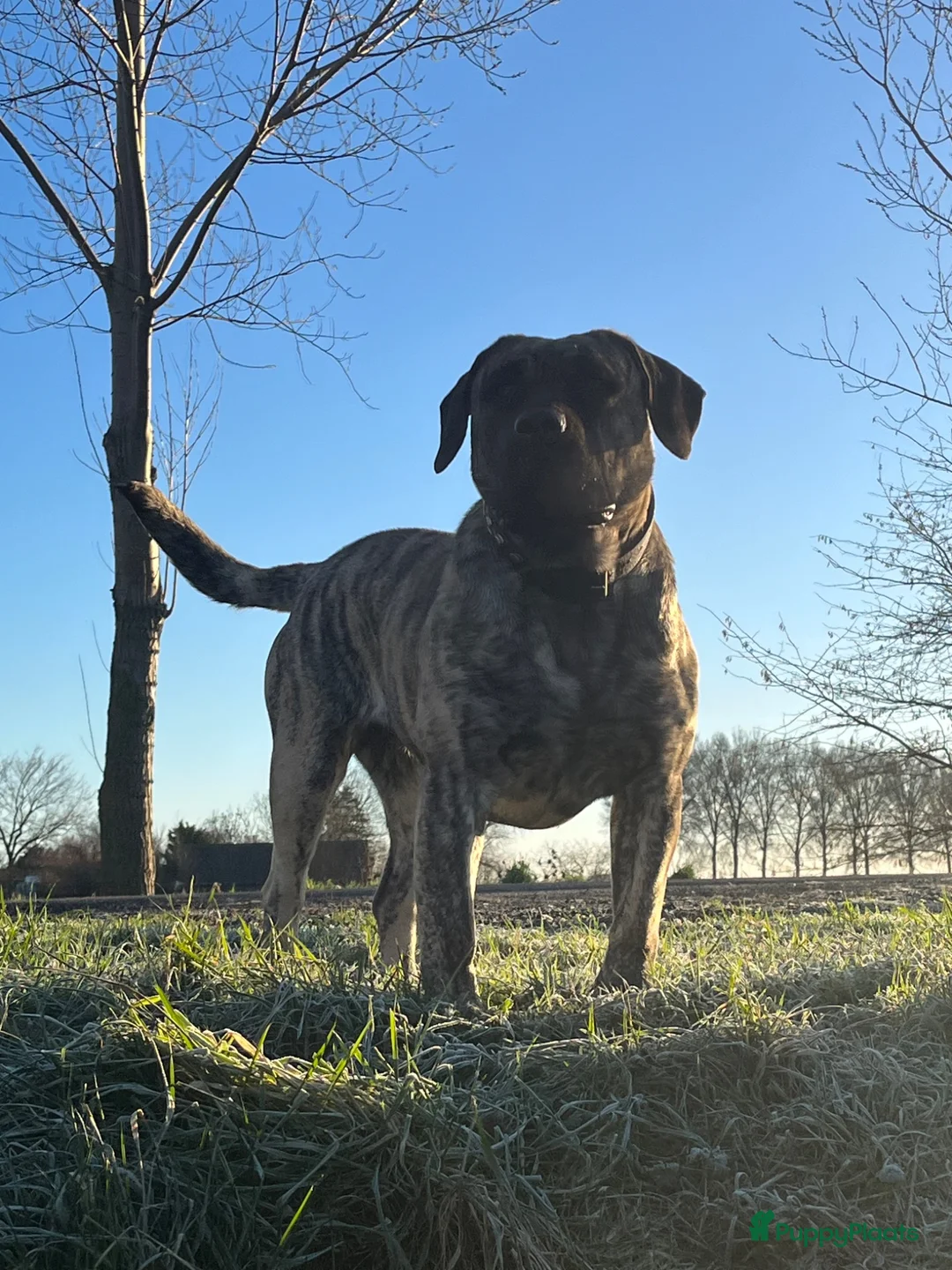 Presa Canario honden te koop: Presa canario pups teefjes  in Hengstdijk - Advertentie 4