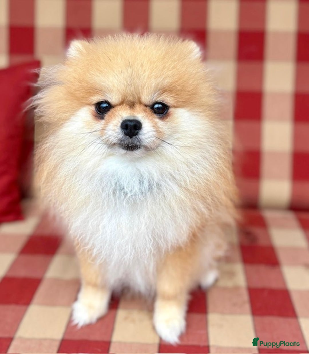 Pomeriaan honden te koop: Pomeriaan teefje - Advertentie 4