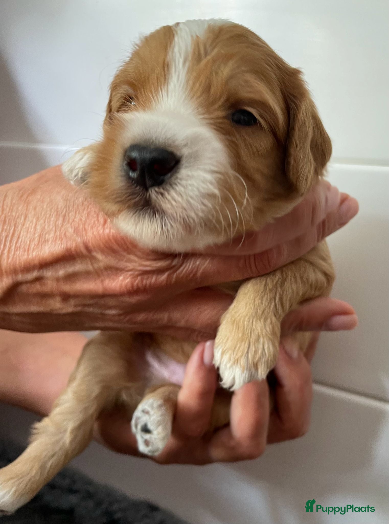 Australian Labradoodle honden te koop: Nestje Australian Labradoodles mini - Advertentie 15