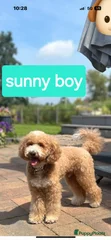 Sunny boy