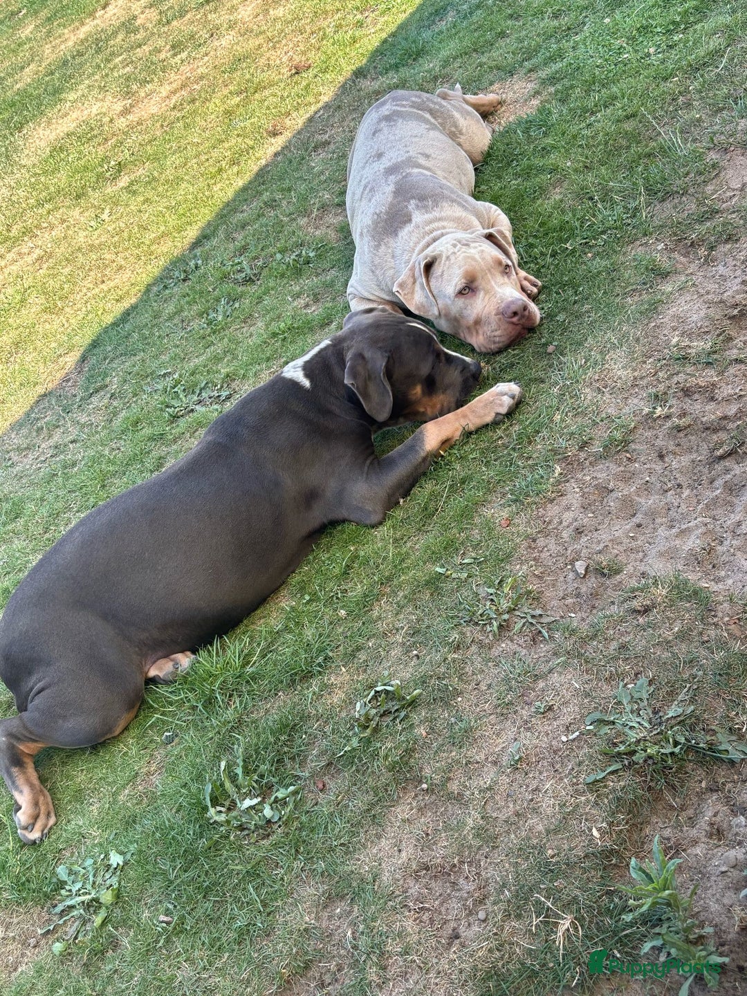 Amerikaanse Bully honden te koop: Laatste american bully XL teefje  - Afbeelding 4