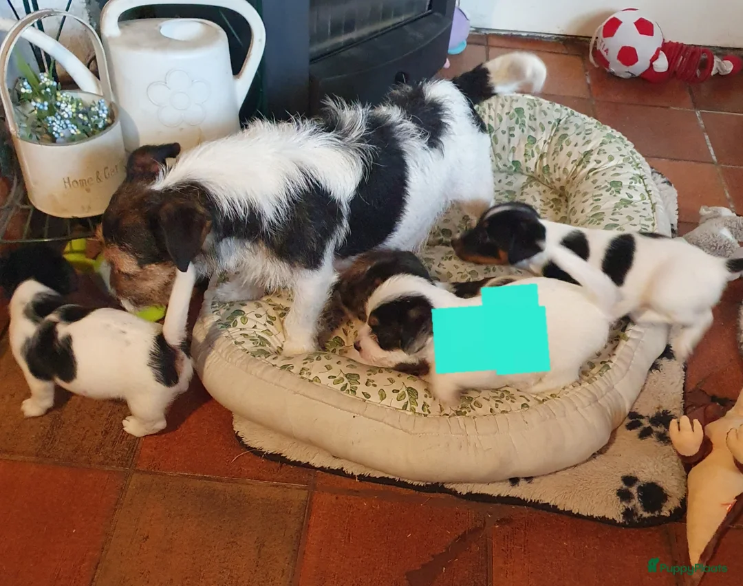 Jack Russel Terriër honden te koop: Gezonde raszuiver gefokt Jack Russel pups laagbeen - Advertentie 1