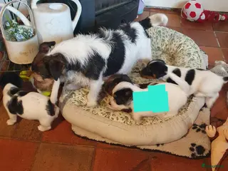 Jack Russel Terriër honden Gezonde raszuiver gefokt Jack Russel pups laagbeen - Advertentie 13