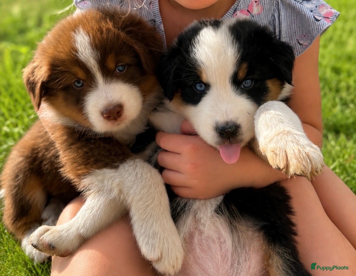 Australian Shepherd honden Aussies pups zoeken een gouden mandje  - Advertentie 15