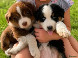 Australian Shepherd honden Aussies pups zoeken een gouden mandje - Advertentie 15