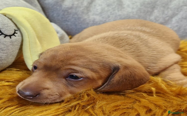 Teckel (korthaar)  honden - Advertentie 2