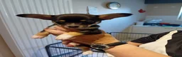 Chihuahua honden te koop: Prachtige kortharige chihuahuapups - Advertentie 2