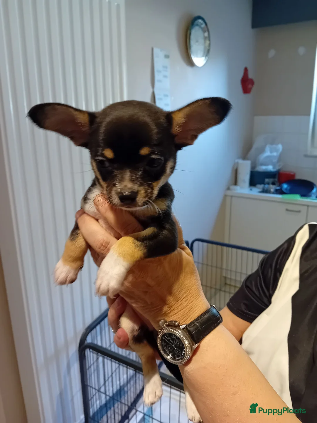 Chihuahua honden te koop: Prachtige kortharige chihuahuapups - Advertentie 2