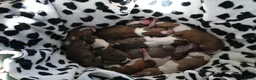 Whippet honden te koop: Whippetpupjes - Advertentie 11