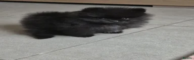 Pomeriaan Puppy 1