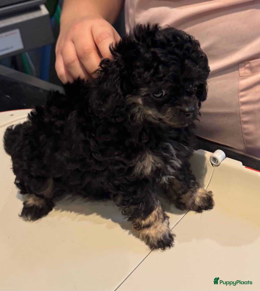 Poedel Toy honden te koop: Toy poedels  - Advertentie 22