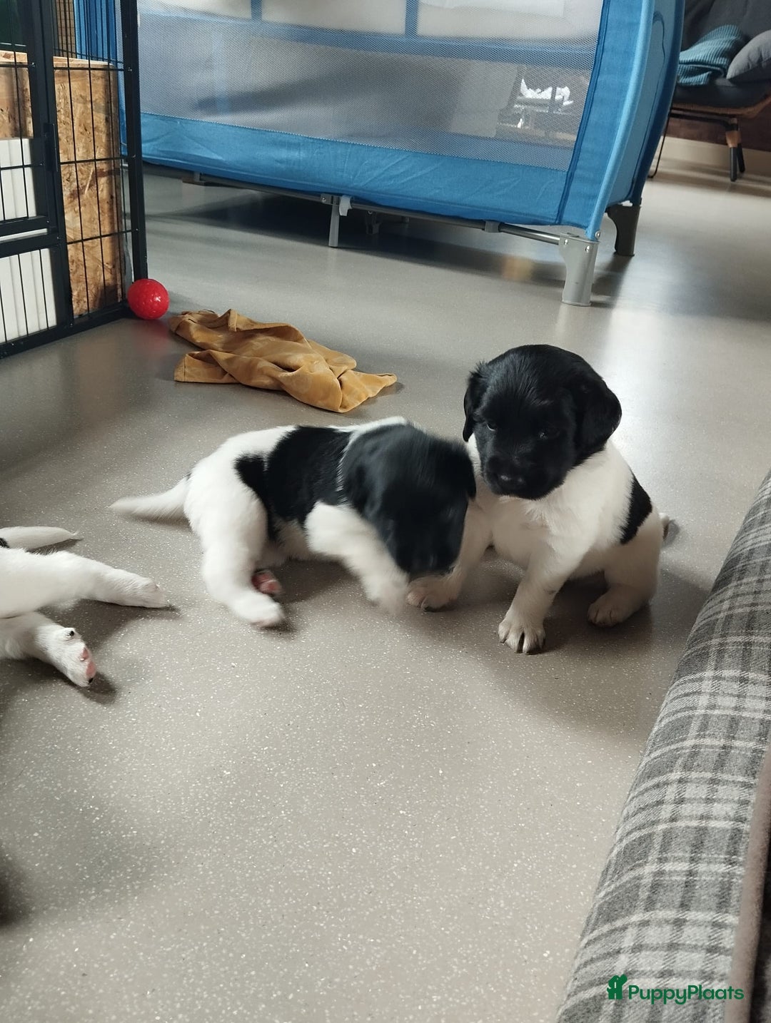 Friese Stabij honden te koop: Drie lieve Friese Stabij reutjes in Gasselte - Afbeelding 3