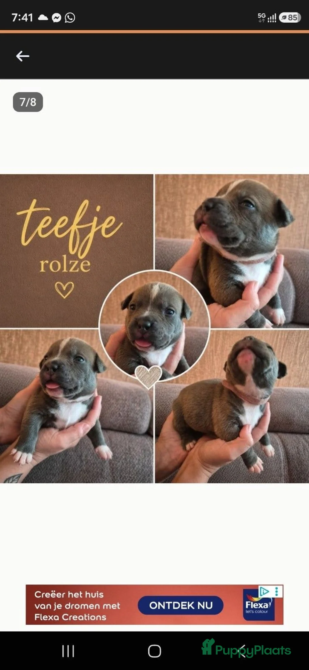 Amerikaanse Bully honden te koop: American bully pocket pups - Advertentie 6