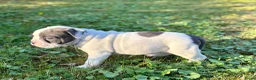 Old English Bulldog honden te koop: Prachtige Old English Bulldog pups - Advertentie 8
