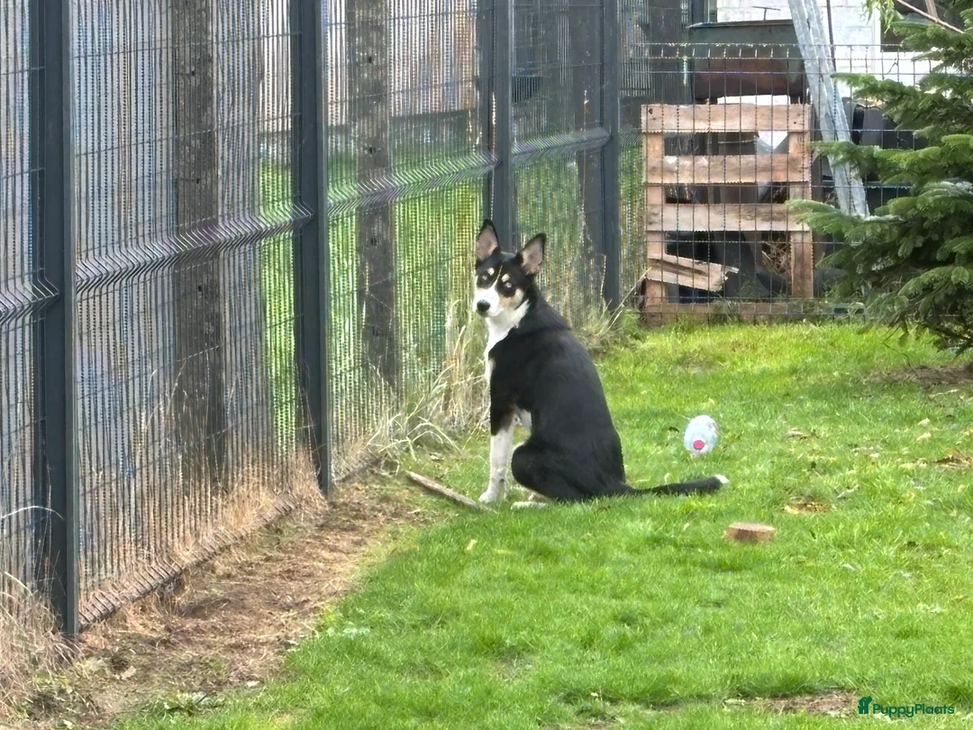 Kruising honden te koop:  Husky kruising dobermans is netjes  - Advertentie 12