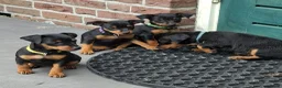 Dwergpinscher honden te koop: Prachtige Dwerg Pincher pups aangeboden  - Advertentie 2