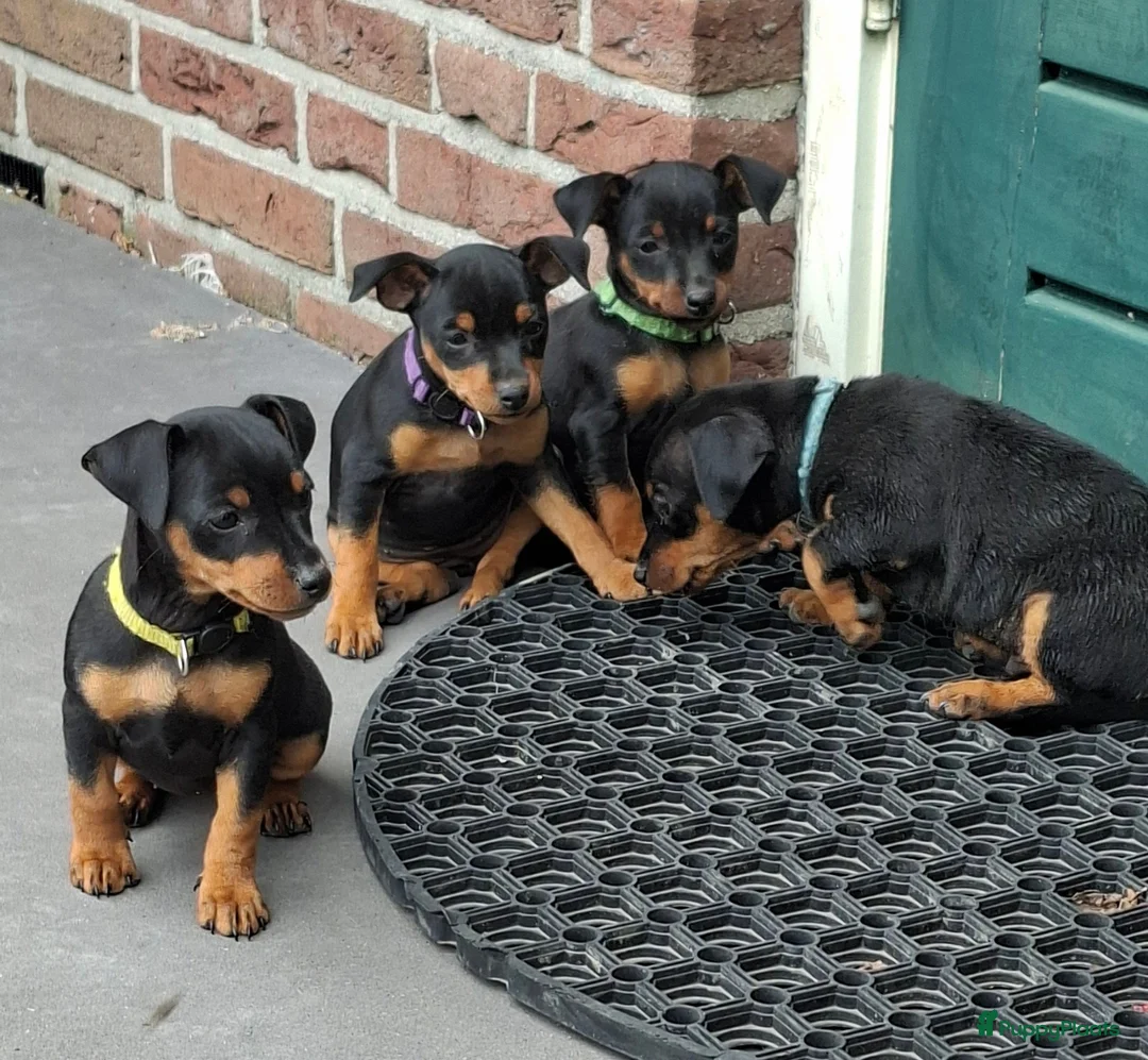 Dwergpinscher honden te koop: Prachtige Dwerg Pincher pups aangeboden  - Advertentie 2