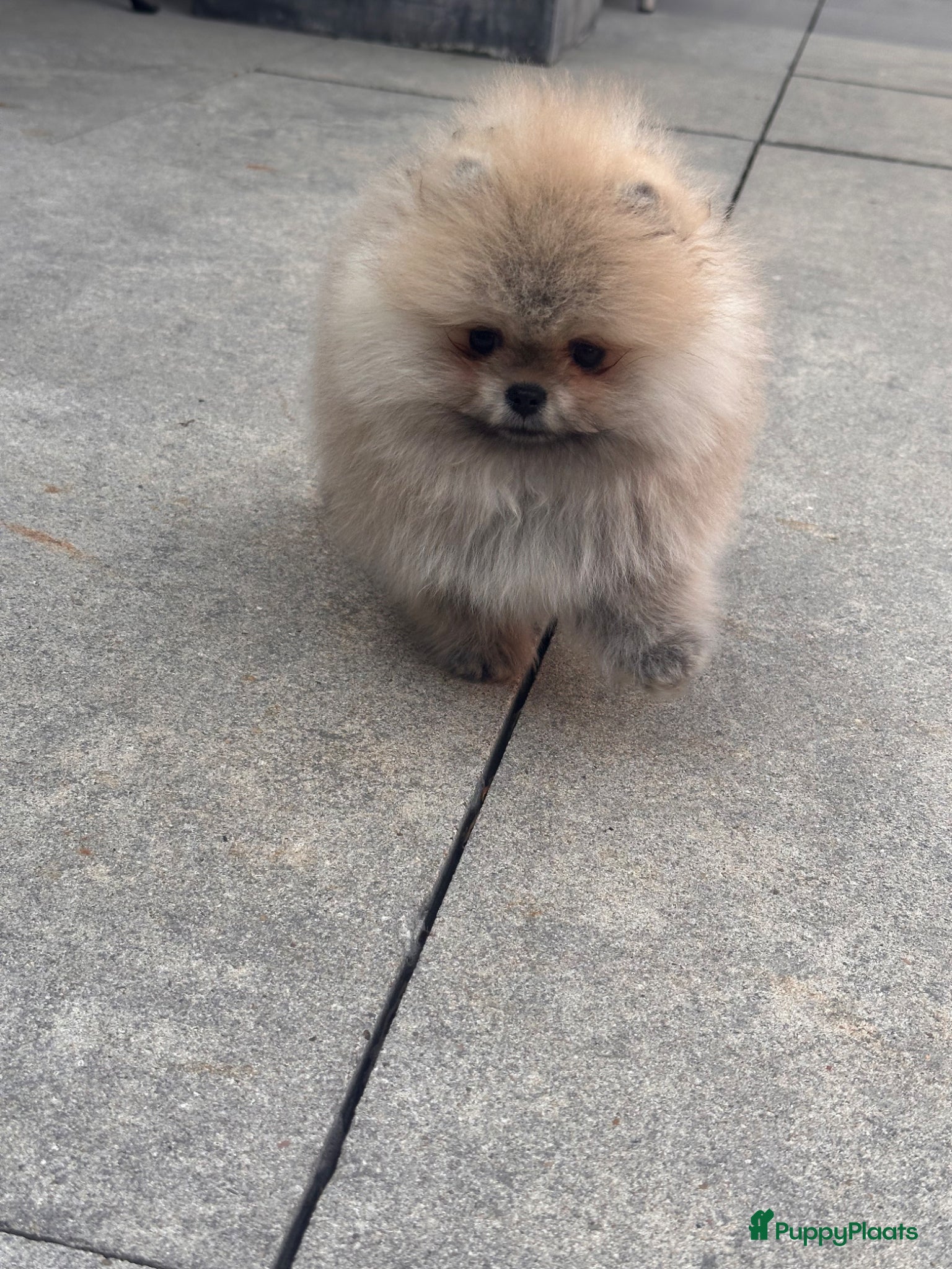 Pomeriaan honden Prachtige Pomeranian Dwergkees reutjes.  - Advertentie 3