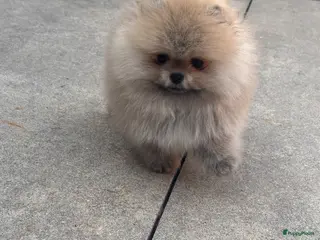Pomeriaan honden Prachtige Pomeranian Dwergkees reutjes. - Advertentie 3