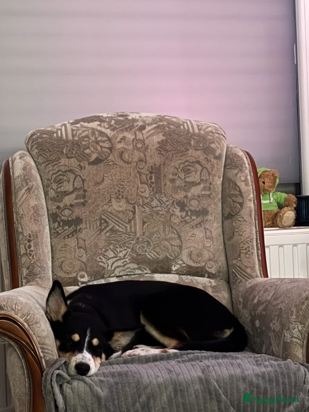 Kruising honden te koop:  Husky kruising dobermans is netjes  - Advertentie 19